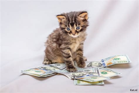 hoeveel kost een kat kostenoverzicht katnl