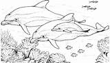 Lumba Dolphin Mewarnai Dolphins Bottlenose Halaman Printable Sketsa sketch template