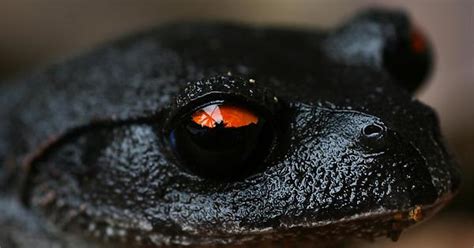 Black Tree Frog Imgur