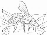 Honigbiene Abeja Bienen Ausmalbild Insect Ausdrucken Europea Westliche Ape Supercoloring Rocks Insects Honeybee Beetle Dragonfly sketch template