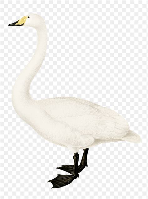 whooper swan vintage bird png  png sticker rawpixel
