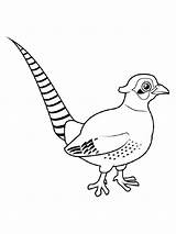Pheasant Coloring Fasan Fugler Fargelegging Fargelegge Tegninger Fargelegg sketch template