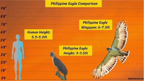 philippine eagle size  big   compared