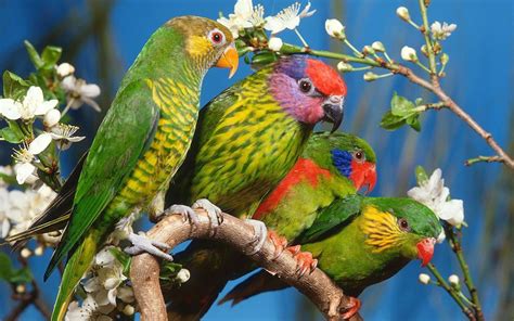 love las vegas magazineblog parrot adoption bird grooming event