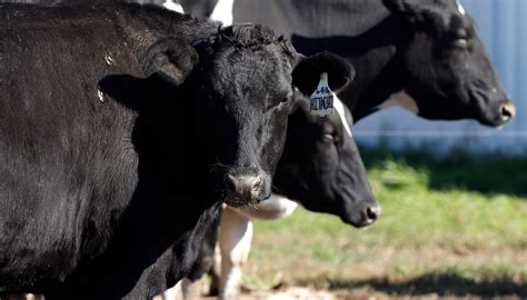 iowa dairy unveils rare beef cattle breed