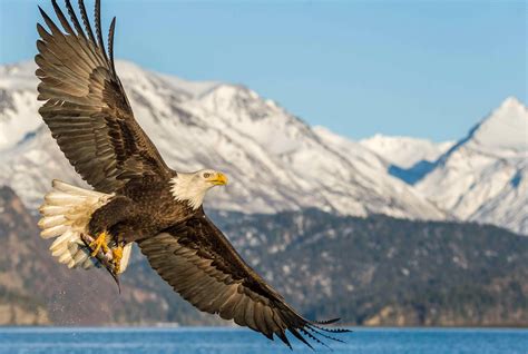bald eagle audubon field guide