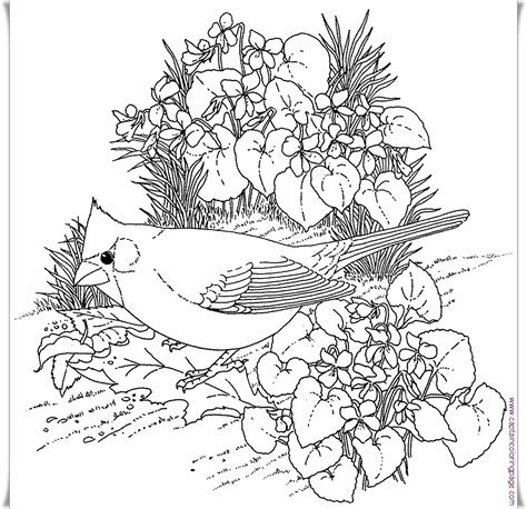 printable coloring pages birds printable world holiday
