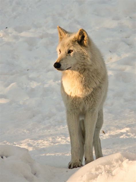 images  arctic wolves  pinterest wolves soldiers  buffalo