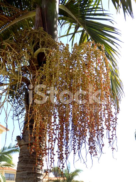 date palm tree stock photo royalty  freeimages