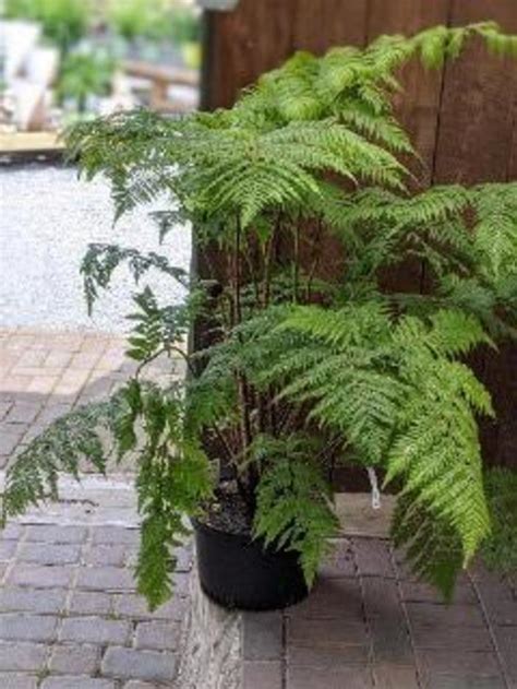 cyathea cooperi australian tree fern gateway garden center