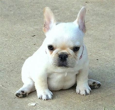 946 Best Images About Pardon My Frenchie On Pinterest