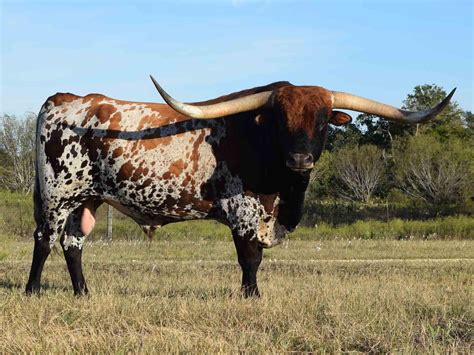 photo longhorn bull bull horns texas   jooinn