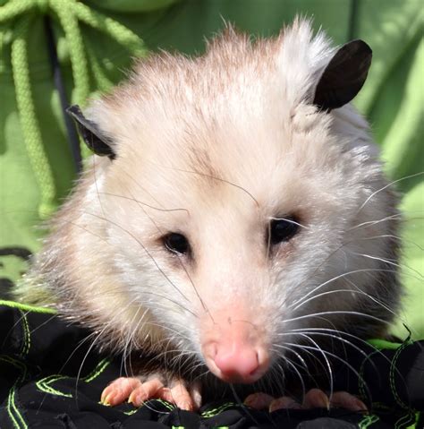 urban wildlife guide opossum