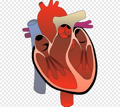 obat jantung nashville heart  ayam kartun png pngegg
