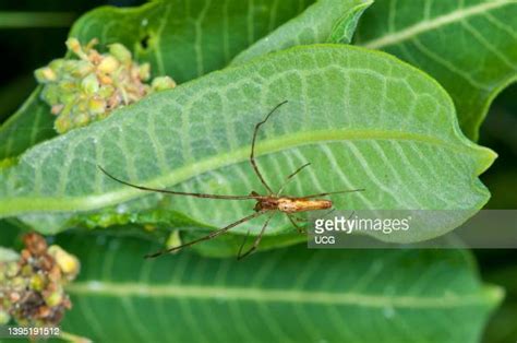 long jawed orb weaver   premium high res pictures getty images