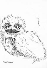 Tawny Frogmouth Designlooter Chick sketch template