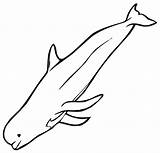 Whale Beluga Outline Colorare Whales Clipartmag Printmania sketch template