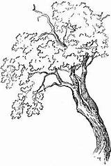 Tree Drawing Oak Trees Draw Simple Step Sketch Tutorial Easy Drawings Steps Kids Line Sketches Drawinghowtodraw Zeichnen Realistic Tutorials Finished sketch template