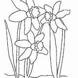 Narzisse Daffodil Blumen Ausmalbilder Narcissus Malvorlage Paperwhite Fiore Ausmalbild Disegno Malvorlagen Daffodils Ausmalen Designlooter sketch template