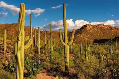 long  saguaro cactus   pictures succulents network