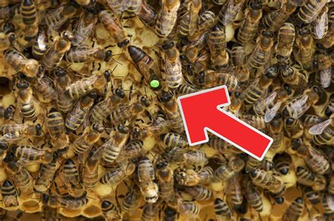 ways  quickly find  queen bee  life   homestead