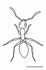 Potato Bug Ant Outline Template Insects Coloring sketch template