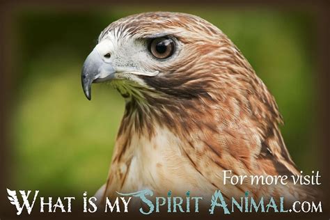 hawk facts songs movies trivia bird animal facts