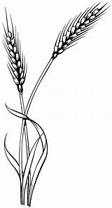 Wheat Clipart Millet Clip Transparent Clipartbest Clipground Plant 1220 2264 Clipartmag Common sketch template