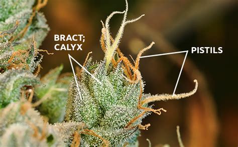 male vs female cannabis how to identify the sex of your plant herbies