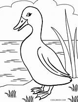 Duck Coloring Pages Printable Kids Cool2bkids sketch template