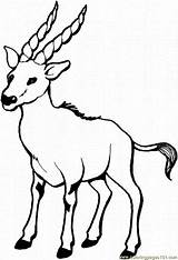 Gazela Colorat Gazelle Goat Planse Kolorowanka Kolorowanki Kambing Mewarnai Stambecchi Koza Cabra Cerb Koziołek Capra Kozy Tahr Nilgiri Erbivori Malowanki sketch template