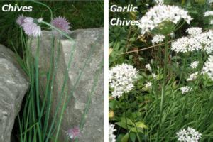 chives  garlic chives    difference   herb garden gal