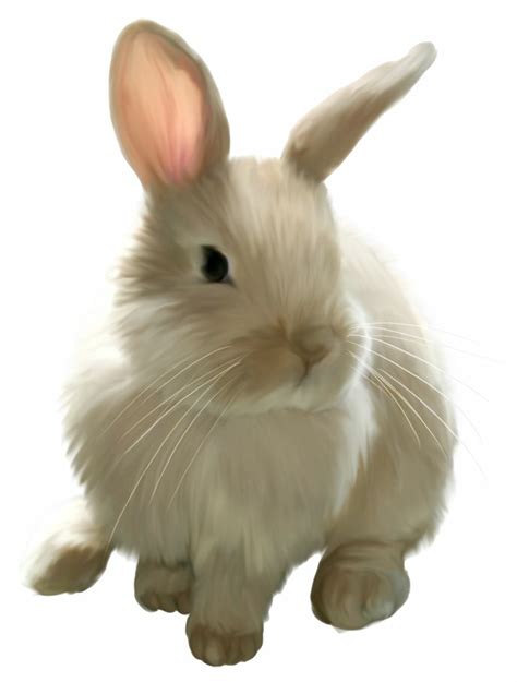 high quality bunny clipart realistic transparent png images