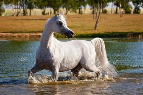 pin   arabians  arabian horse beautiful arabian horses