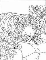 Lily Coloring Tiger Pages Printable Lilies Color Getcolorings Kids sketch template