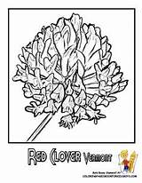 Coloring Pages Flower Flowers Dogwood State sketch template