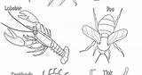 Arthropoda sketch template