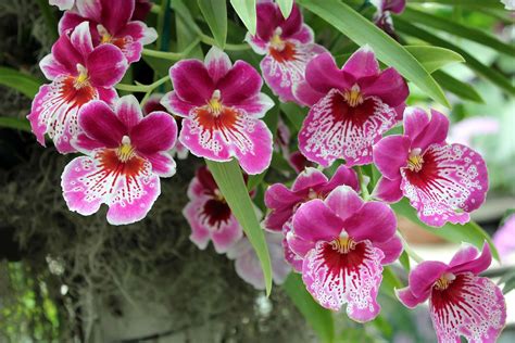 orchideenarten dies sind die  bekanntesten orchideen