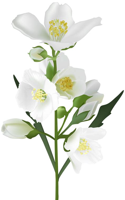 white flower jasmine hq image  png hq png image freepngimg