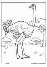 Coloring Pages Ostrich Colouring Animal Adult Kids Outline Choose Board Books Crafts sketch template