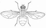 Housefly Biology Adult Drawings Biological Drawing Insects Insect Life Line Mackean Resources Big Copyright Things Owady Choose Imago Board sketch template