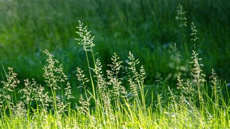 lesson common meadow plants
