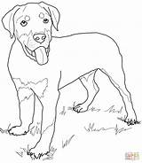Rottweiler Coloring Puppy Pages Dog Drawing Printable Lab Cute Pinscher Puppies Miniature Kids Print Cartoon Supercoloring Color Retriever Golden Dogs sketch template