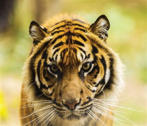 tiger  majestic wild animal