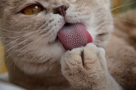 facts  cat tongues purrfect love