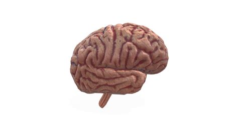 human brain    model  yashdandavate ec sketchfab