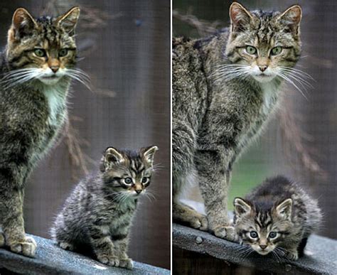 wildcat  uks rarest mammal  saving  species  extinction