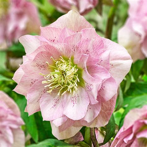 buy pink frost double hellebore shade perennials breck s