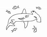 Shark Hammerhead Coloring sketch template
