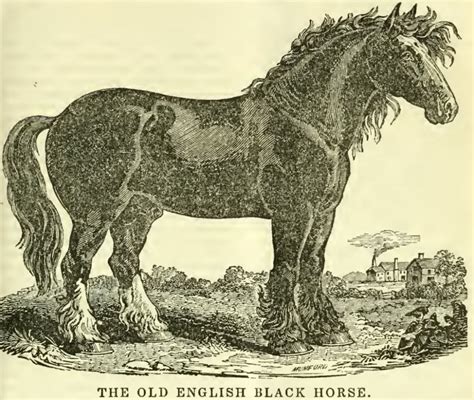 love lists friday  extinct horses horse nation